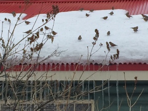 rosy finches - fawn brook inn, allenspark, co
